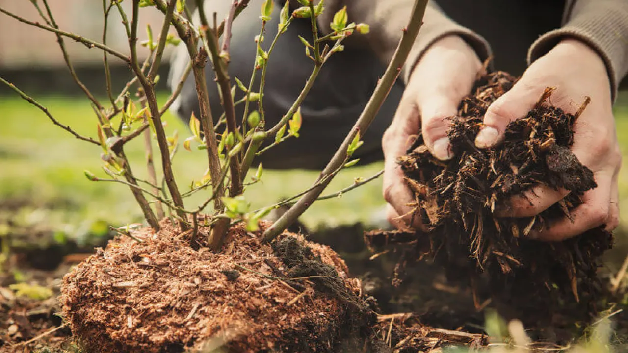 Đất sạch là gì? Tại sao cần quan tâm đến đất sạch trong trồng rau?