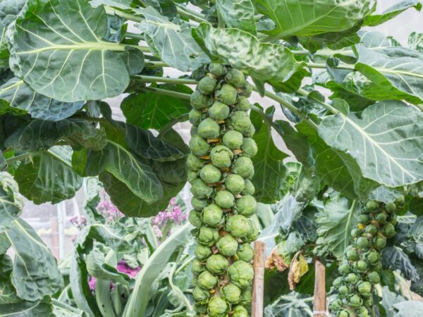 Hạt giống Bắp cải F1 Mini