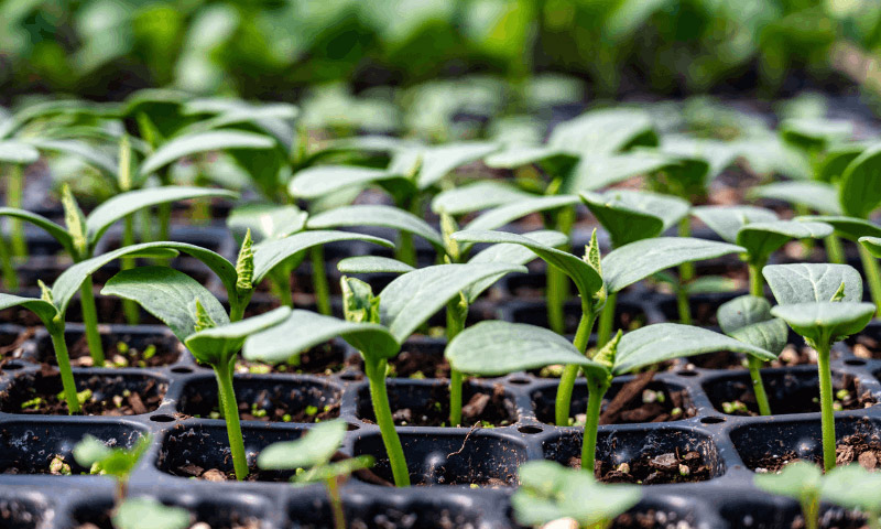 Cách ngâm và gieo hạt giống đúng cách để đạt tỷ lệ nảy mầm cao