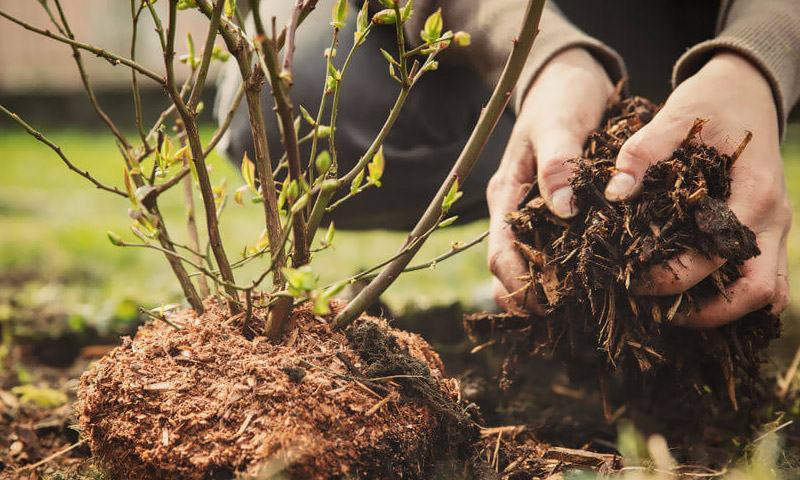 Đất sạch là gì? Tại sao cần quan tâm đến đất sạch trong trồng rau?